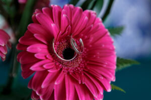 GerberDaisyHoldsWeddingRingBling